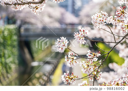 【東京都】多摩市を流れる乞田川の満開の桜並木 98816002