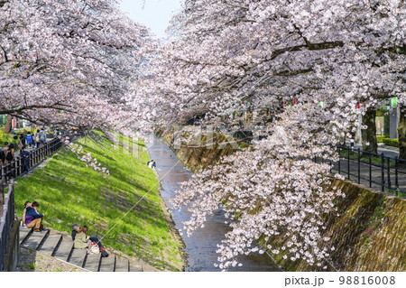 【東京都】多摩市を流れる乞田川の満開の桜並木 【東京都】多摩市を流れる乞田川の満開の桜並木 98816008