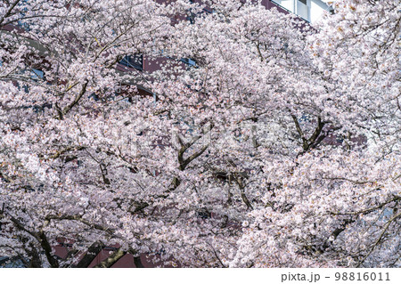 一面に広がる満開の桜 一面に広がる満開の桜 98816011