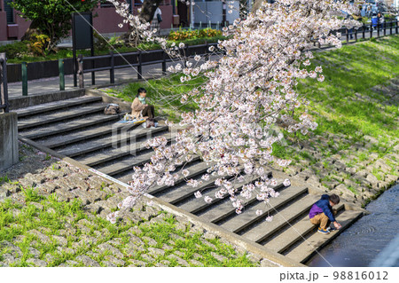 【東京都】多摩市を流れる乞田川の満開の桜並木 【東京都】多摩市を流れる乞田川の満開の桜並木 98816012