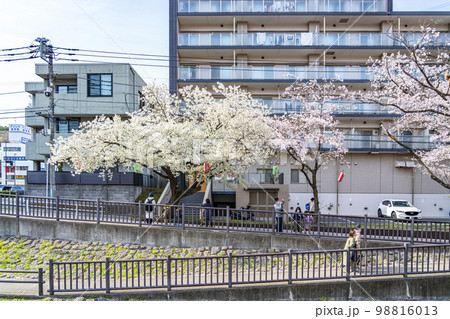 【東京都】多摩市を流れる乞田川の満開の桜並木 【東京都】多摩市を流れる乞田川の満開の桜並木 98816013