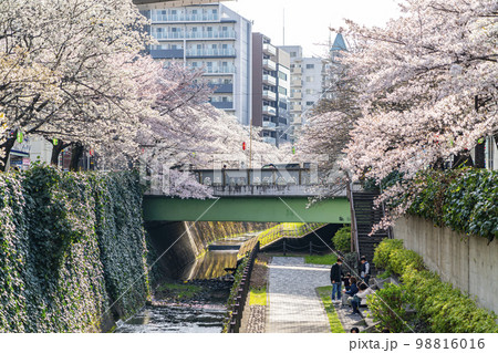【東京都】多摩市を流れる乞田川の満開の桜並木 【東京都】多摩市を流れる乞田川の満開の桜並木 98816016
