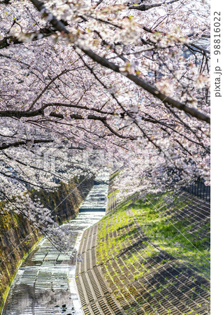 【東京都】多摩市を流れる乞田川の満開の桜並木 【東京都】多摩市を流れる乞田川の満開の桜並木 98816022