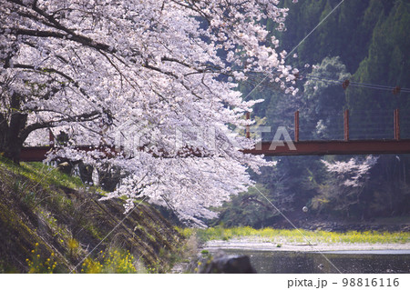 静岡県藤枝市 朝比奈川の桜とちゃっきり橋 98816116