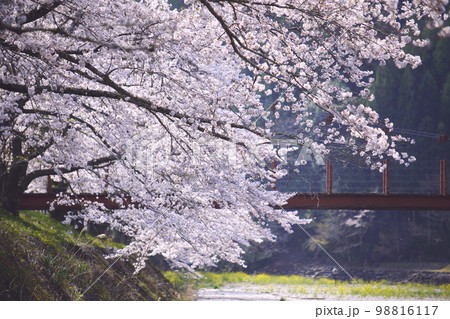 静岡県藤枝市 朝比奈川の桜とちゃっきり橋 静岡県藤枝市 朝比奈川の桜とちゃっきり橋 98816117