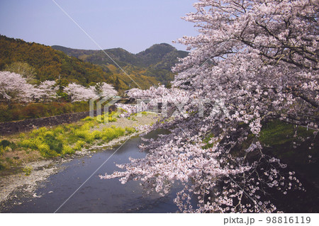 静岡県藤枝市 朝比奈川と土手の桜並木 静岡県藤枝市 朝比奈川と土手の桜並木 98816119