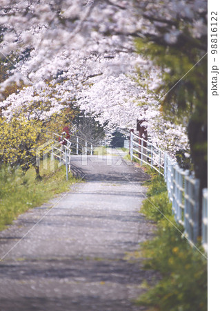 静岡県藤枝市 朝比奈川沿いの遊歩道と桜のトンネル 静岡県藤枝市 朝比奈川沿いの遊歩道と桜のトンネル 98816122