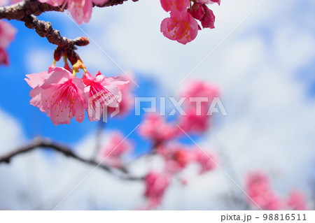 【沖縄】寒緋桜 【沖縄】寒緋桜 98816511