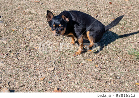 踏ん張る犬 98816512