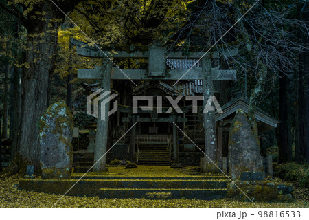 大杉神社の銀杏(石川県小松市) 大杉神社の銀杏(石川県小松市) 98816533