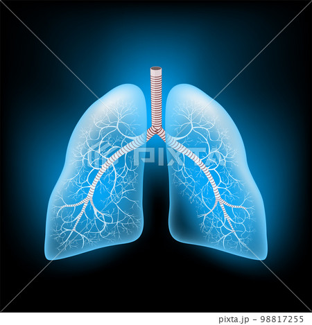 Lungs with glowing effect. Realistic transparent blue Lungs on dark background. Lungs with glowing effect. Realistic transparent blue Lungs on dark background. 98817255