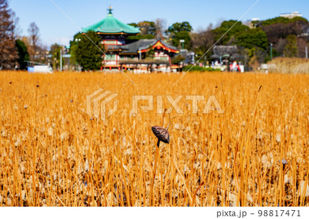 晴れ渡った冬の不忍池 上野恩賜公園 98817471