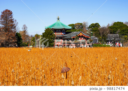 晴れ渡った冬の不忍池 上野恩賜公園 晴れ渡った冬の不忍池 上野恩賜公園 98817474