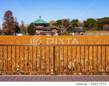 晴れ渡った冬の不忍池 上野恩賜公園 晴れ渡った冬の不忍池 上野恩賜公園 98817476