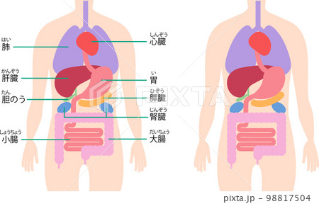 胸部・腹部の内臓の構造のイラスト素材 [98817504] - PIXTA