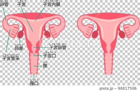 子宮の構造を図解したイラスト 98817506