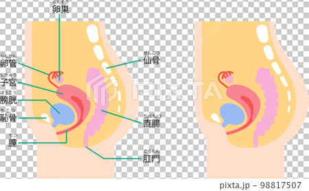 女性の下腹部の内臓を側面から図解したイラスト 98817507