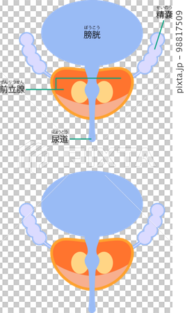 Illustration depicting the bladder and prostate 98817509