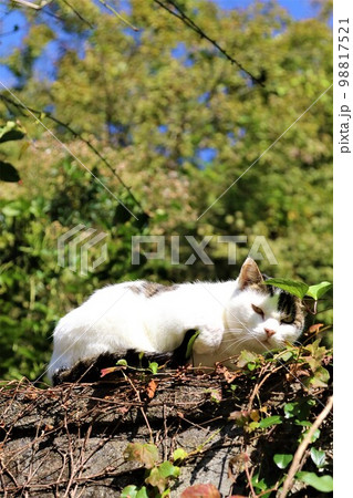ゆずの里毛呂山町の里山で住民の人達に愛されて幸せに暮らしてる可愛いネコちゃん♡ ゆずの里毛呂山町の里山で住民の人達に愛されて幸せに暮らしてる可愛いネコちゃん♡ 98817521
