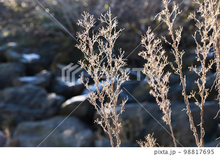 Dry coastal plants over dark natural blurred background, close up 98817695