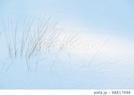 Dry coastal grass standing in a snowdrift on a winter day 98817696