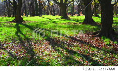 県営和光樹林公園の風景 98817886