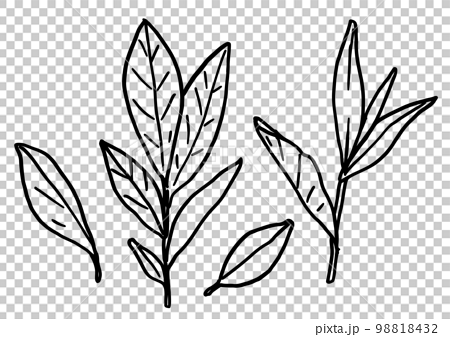 Beautiful monochrome black and white botanical elements isolated on white.  Hand-drawn leaf set and, botanical vector art. minimalist leaf drawing,  simple botanical outline. wildflower sketch art. 24246430 Vector Art at  Vecteezy