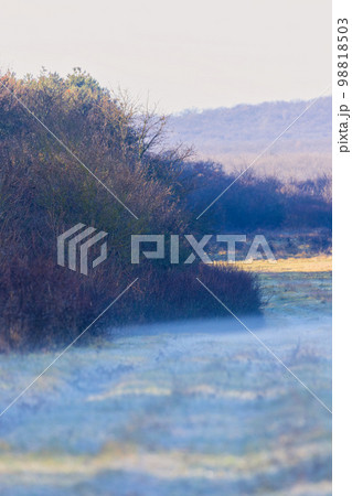 Mystical morning, with ground-level fog in the grass Mystical morning, with ground-level fog in the grass 98818503