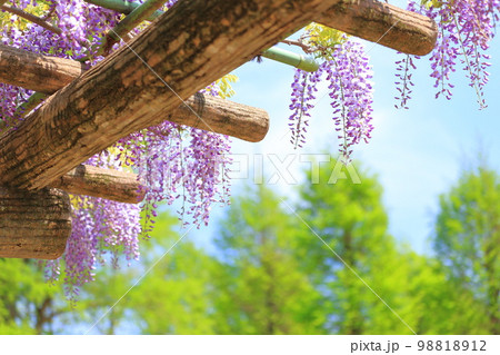 青空と紫色の藤の花 98818912