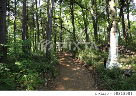 狭山丘陵　トトロの森 98818981