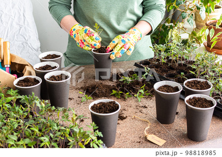 Pricking out in disposable paper cups Pricking out in disposable paper cups 98818985