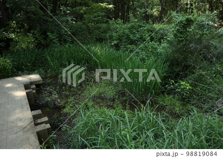 狭山丘陵　トトロの森 98819084