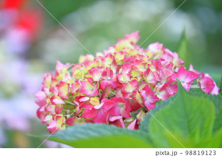 色が変わるの紫陽花 色が変わるの紫陽花 98819123