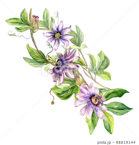 Passion flower plant watercolor illustration isolated on white. 98819144