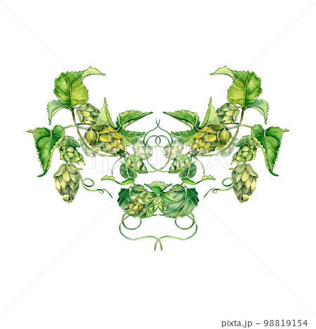 Hop vine, plant malt watercolor illustration isolated on white background. 98819154