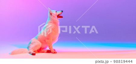 Studio shot of White Swiss Shepherd Dog posing isolated over gradient pink purple background in neon light. Concept of pets, domestic animal, care Studio shot of White Swiss Shepherd Dog posing isolated over gradient pink purple background in neon light. Concept of pets, domestic animal, care 98819444