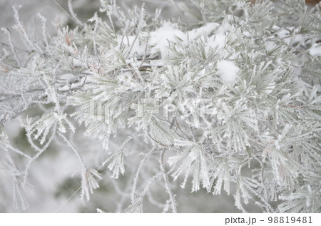 真冬の絶景 積雪の杉 真冬の絶景 積雪の杉 98819481