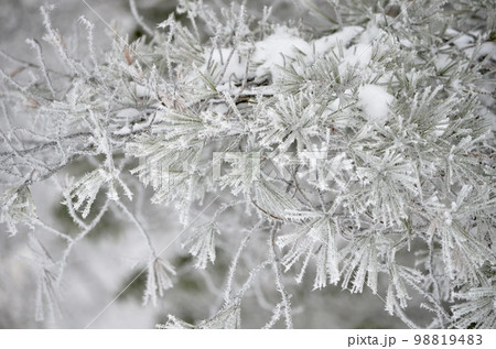 真冬の絶景 積雪の杉 真冬の絶景 積雪の杉 98819483