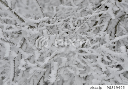 真冬の絶景　積雪の杉 98819496