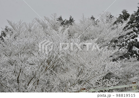 真冬の絶景 積雪の杉 真冬の絶景 積雪の杉 98819515
