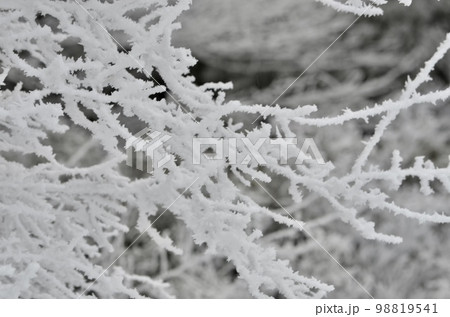 真冬の絶景　積雪の杉 98819541