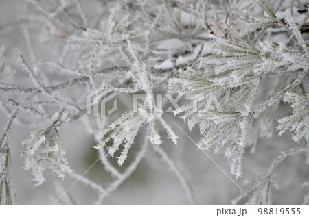 真冬の絶景　積雪の杉 98819555