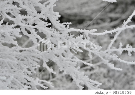 真冬の絶景　積雪の杉 98819559
