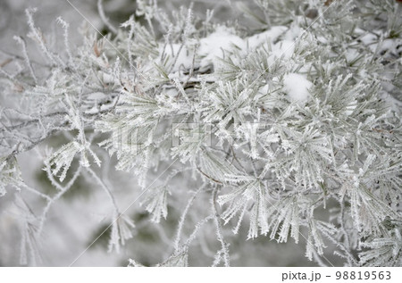 真冬の絶景　積雪の杉 98819563