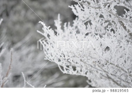 真冬の絶景　積雪の杉 98819565