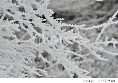 真冬の絶景　積雪の杉 98819569