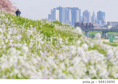春の多摩川河川敷　遠方に見える川崎駅前のビル群【東京都・大田区－神奈川県・川崎市】 98819890