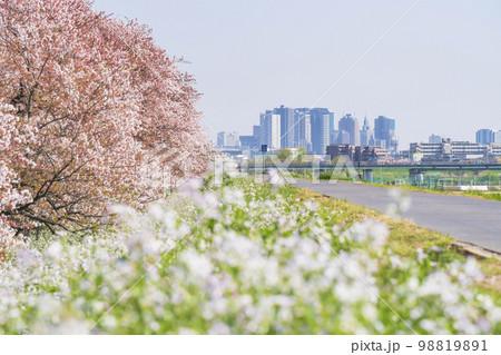 春の多摩川河川敷　遠方に見える川崎駅前のビル群【東京都・大田区－神奈川県・川崎市】 98819891