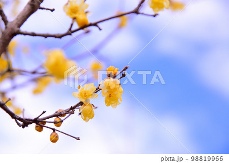 神奈川県松田町の寄(やどりき)ロウバイ園 98819966