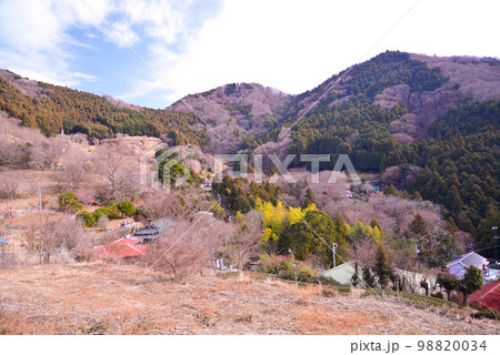 神奈川県松田町の寄(やどりき)ロウバイ園 神奈川県松田町の寄(やどりき)ロウバイ園 98820034